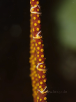 Schlangensterne Ophiotela nach vegetativer Vermehrung im Aquarium durch Teilung; die fehlenden Arme werden regeneriert