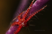 Schlangensterne Ophiotela auf zooxanthellater Gorgonie (unnatürliche Vergesellschaftung)