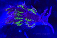 Krustenanemonenfresser Aeolidiopsis harriettae, die Fluoreszenzaufnahme zeigt fluoreszierende Pigmente, die auch in Tentakeln der Krustenanemonen zu finden sind (Mimese)