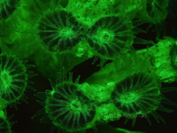 Steinkoralle Caulastrea furcata, Fluoreszenzaufnahme morgens mit weit ausgestreckten Tentakeln