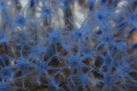 Azooxanthellate Hornkoralle Guaiagorgia anas, aus kleinem Fragment im Aquarium gewachsen