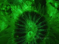Steinkoralle Caulastrea furcata, Fluoreszenzaufnahme morgens mit weit ausgestreckten Tentakeln