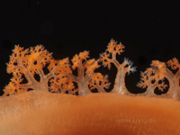 Weichkorallen-Parasit Tritoniopsis frydis mit Rückenanhängseln (Cerata), die an die Form der Polypenträger ihrer Wirtskorallen angepasst sind (Mimese)