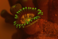 Zoanthus-Polyp, die Fluoreszenzaufnahme zeigt fluoreszierende Pigmente