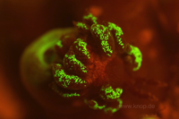 Aeolidiopsis harriettae, die Fluoreszenzaufnahme zeigt ähnlich fluoreszierende Pigmente in den Cerata wie sie die Wirts-Krustenanemonen in den Tentakeln aufweisen (Mimese)