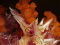 Spinnenkrabbe Hoplophrys oatesii (Familie Majidae) in Weichkoralle Dendronephthya, die Detailaufnahme zeigt, wie das Korallengewebe mit speziellen haarförmigen Haltestrukturen am Krebspanzer haftet