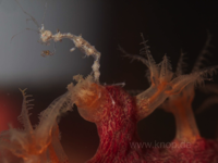 Skelettkrebschen der Familie Caprellidae auf einer azooxanthellaten Hornkoralle