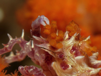 Hoplophrys oatesii befestigt ein Stückchen Weichkoralle auf seinem Carapax