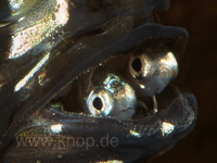 Pterapogon kauderni mit Maulbrut kurz vor dem Freilassen, die Jungfische drängeln sich ungeduldig und blicken mit großer Neugier in die Welt