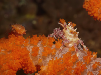 Links ein Korallenfresser, die Eischnecke Diminovula aurantiomaculata, und rechts die Spinnenkrabbe Hoplophrys oatesii.jpg