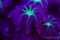 Clavularia viridis, Fluoreszenzaufnahme ohne Gelbfilter (unnatürlich starke Blaupigmentation)