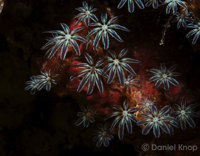 Wissenschaftlich unbeschriebene Koralle mit fusionierenden Fiedern an den Tentakeln, wie sie bisher nur von der nicht näher verwandten Röhrenkoralle Knopia octocontacanalis und einer wissenschaftlich ebenfalls noch unbeschriebenen Tubipora-Orgelkoralle bekannt sind